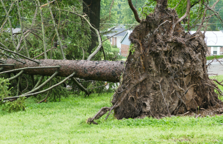 Capital Pro Rooted Tree