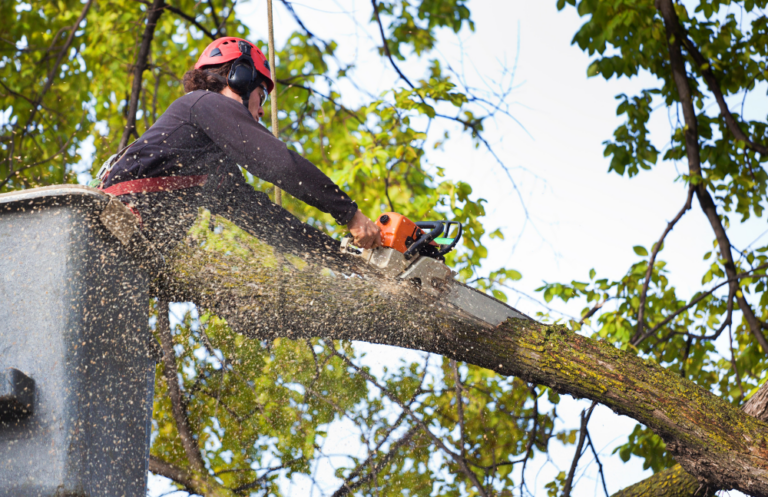 Capital Pro Tree Cutting