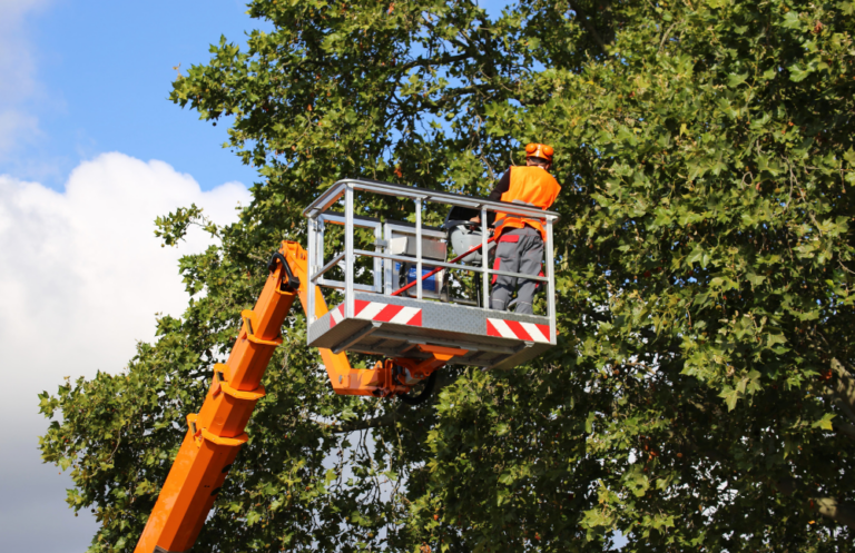 Capital Pro Tree Inspection